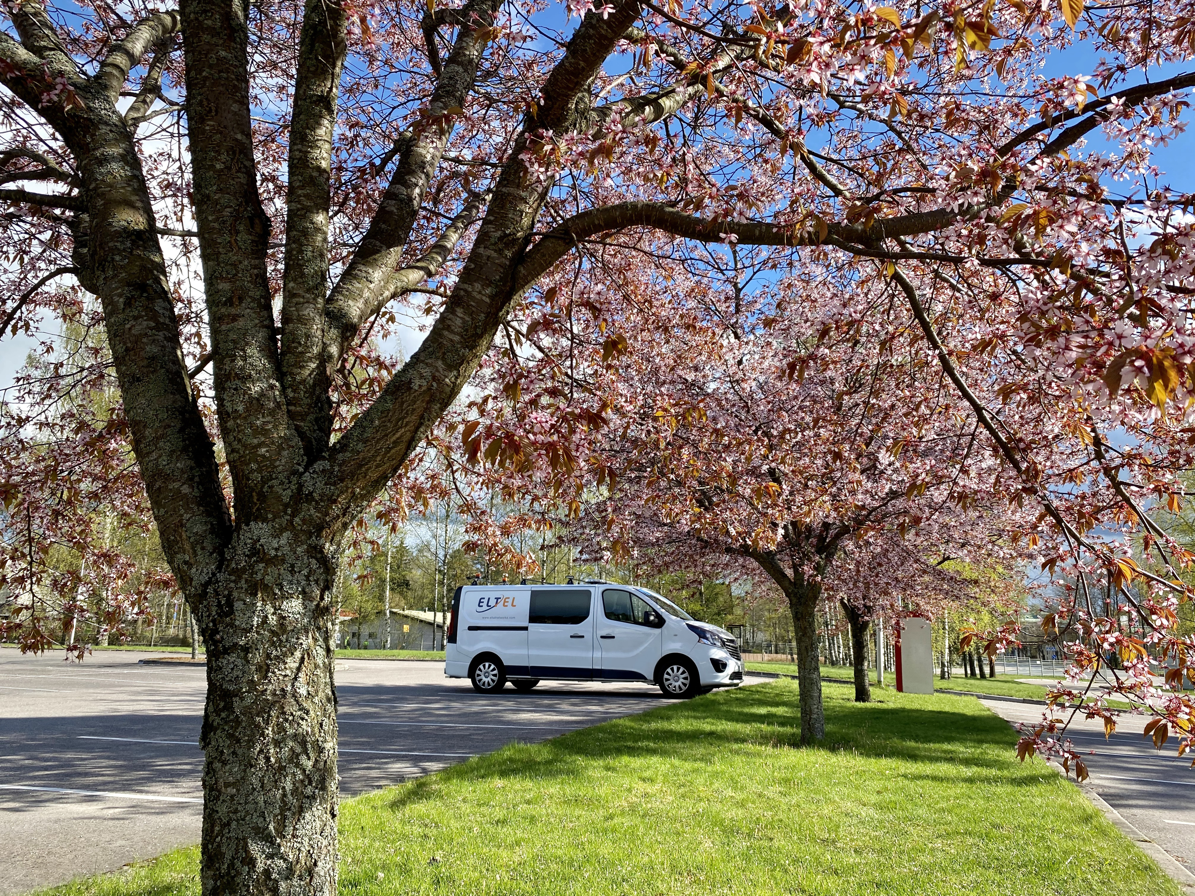 Eltel van and cherry blossom